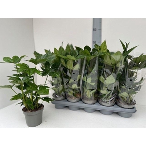 Fatsia japonica   ...