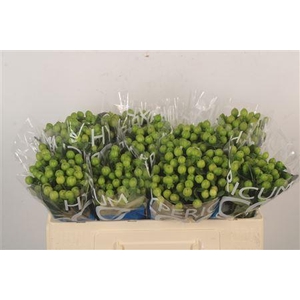 Hyp Coco Bamboo Green