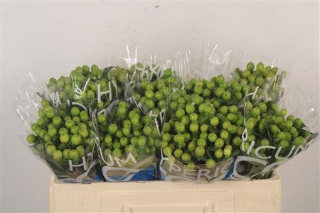 <h4>Hyp Coco Bamboo Green</h4>