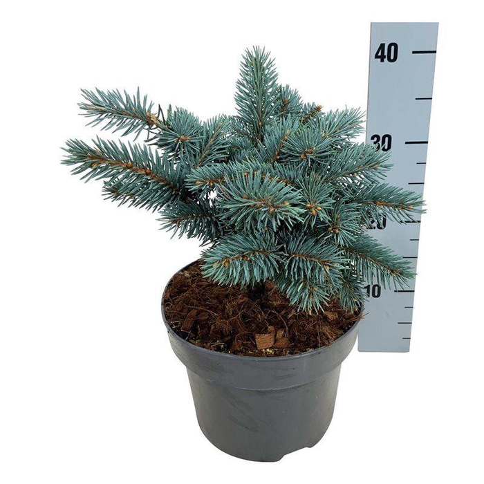 <h4>Picea pung. 'Karpaten' -R-</h4>