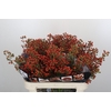 Rozenbottel Autumn Rosefruits
