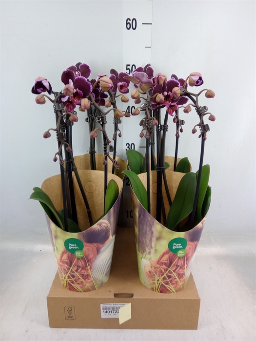 <h4>Phalaenopsis  'Elegant Cascade'</h4>