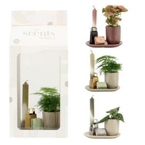 90710: Scents arrangement