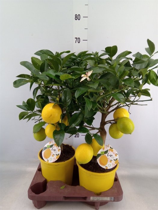 <h4>Citrus meyeri 'Meyer'</h4>