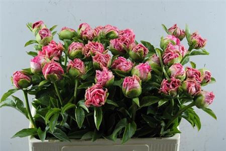 <h4>Paeo Pink Choice</h4>