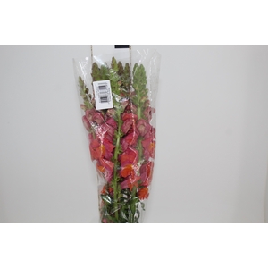 BOCA DE LEAO MONACO ORANGE 080 CM LARANJA