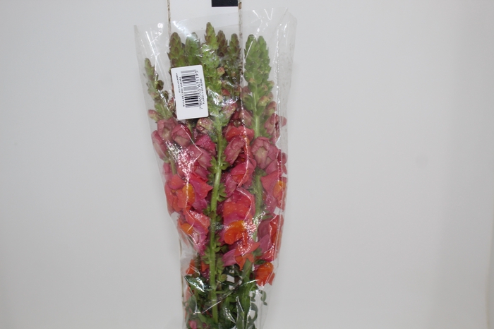 <h4>BOCA DE LEAO MONACO ORANGE 080 CM LARANJA</h4>