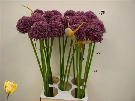 <h4>Allium Misses Bouqet 75</h4>