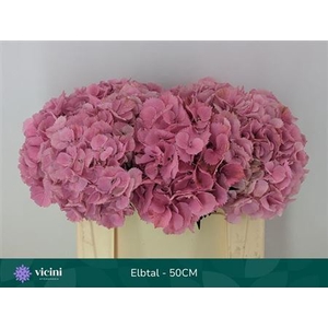 Hydr M Elbtal Roze 40cm Extra