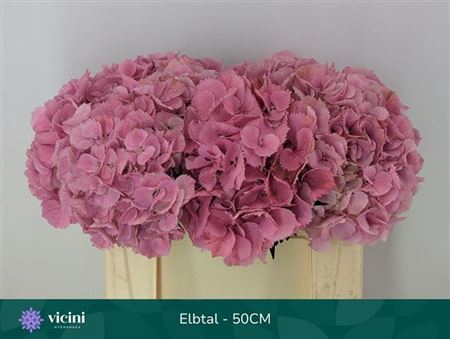 Hydr M Elbtal Roze 40cm Extra