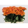 Dahlia Dr Phil