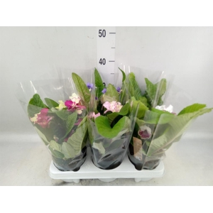 Streptocarpus   ...mix