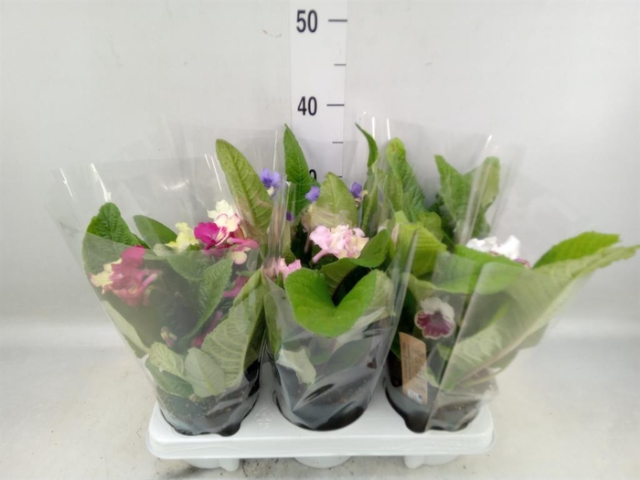 <h4>Streptocarpus   ...mix</h4>