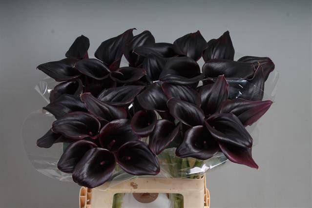 <h4>Calla Call Ceara</h4>