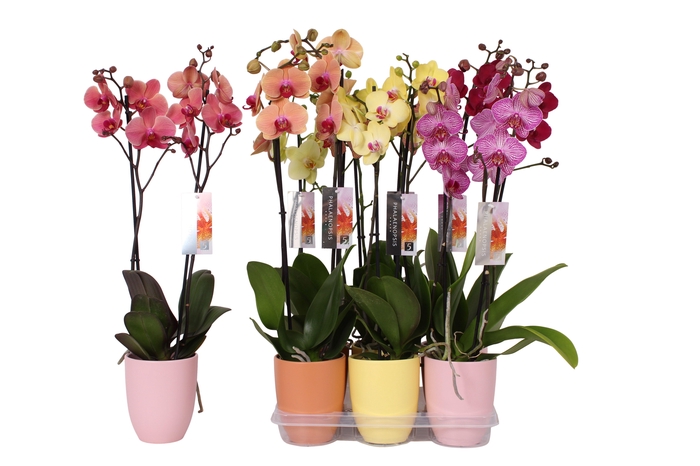 <h4>Phalaenopsis mix, 2-spike Orange, Yellow and Pink Ceramics</h4>