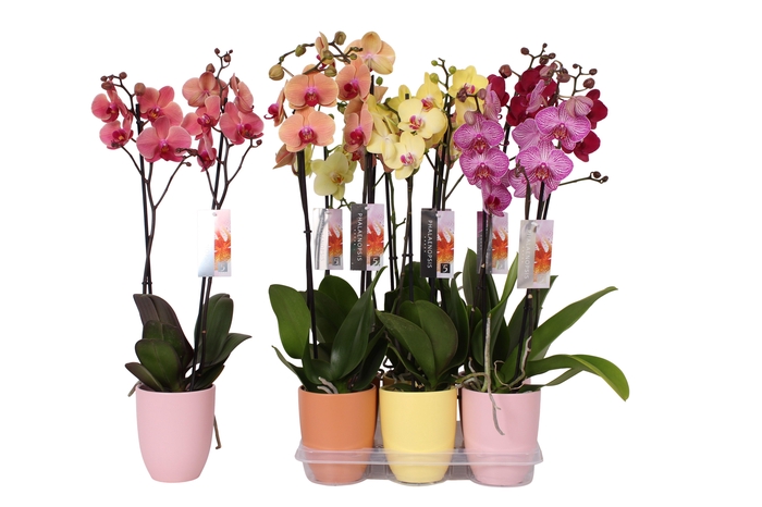 <h4>Phalaenopsis mix, 2-spike Orange, Yellow and Pink Ceramics</h4>
