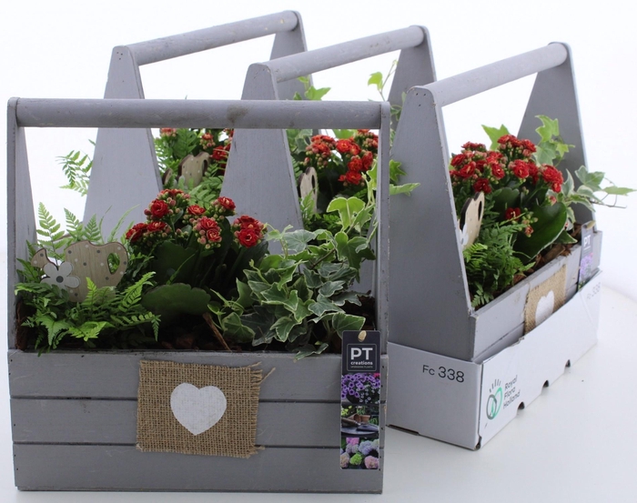 <h4>ARR TUINPLANTEN</h4>
