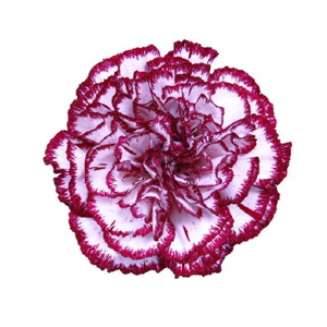 Di St Olympia Bicolor Purple 75cm CO