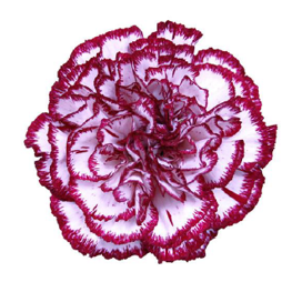 <h4>Di St Olympia Bicolor Purple 75cm CO</h4>