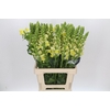Antirrhinum Potomac Yellow