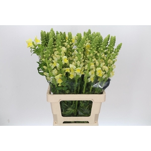 Antirrhinum Potomac Yellow
