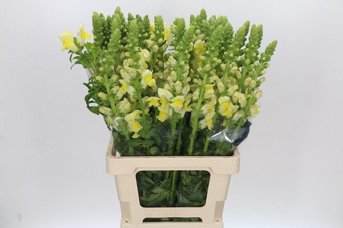 <h4>Antirrhinum Potomac Yellow</h4>