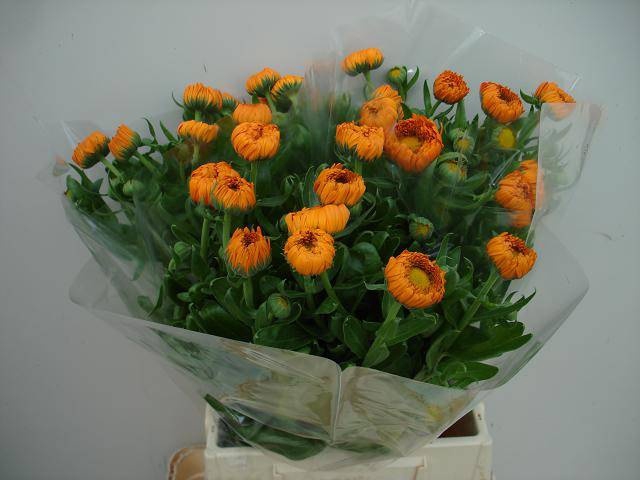<h4>Calendula Green Spot Orange Verano</h4>