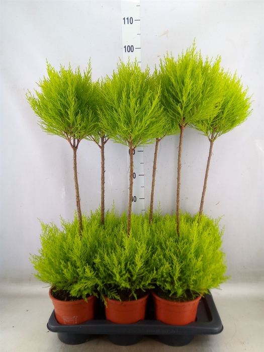 <h4>Cupressus macro. 'Goldcrest' .shape</h4>