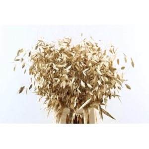 Siergras Chasmantium Klbh Antiek Goud