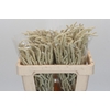 Amaranthus Yearming Desert