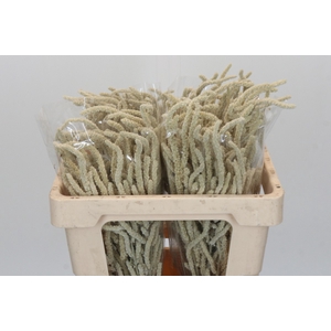 Amaranthus Yearming Desert