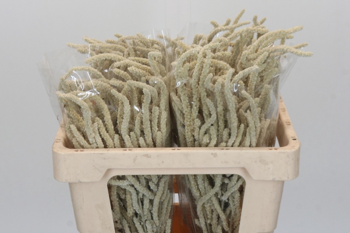 <h4>Amaranthus Yearming Desert</h4>