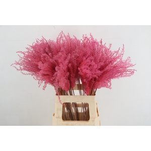 DF Miscanthus 70cm Pink