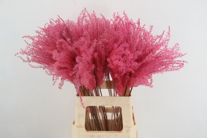 <h4>DF Miscanthus 70cm Pink</h4>