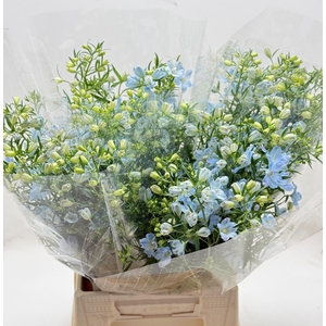 Delph Grandi Single Morpho Blu