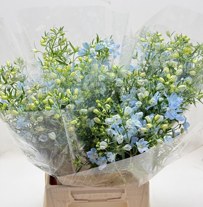 <h4>Delph Grandi Single Morpho Blu</h4>
