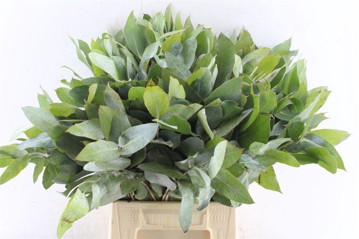 <h4>Euca Robusta Potlood Per Stem</h4>