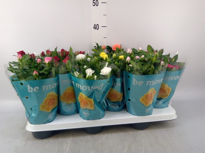 <h4>Rosa  'Beau Monde'   ...mix 7</h4>