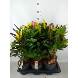 Codiaeum var. KL   ...mix 2