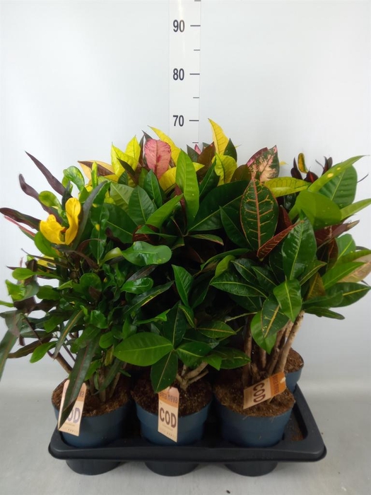 <h4>Codiaeum var. KL   ...mix 2</h4>