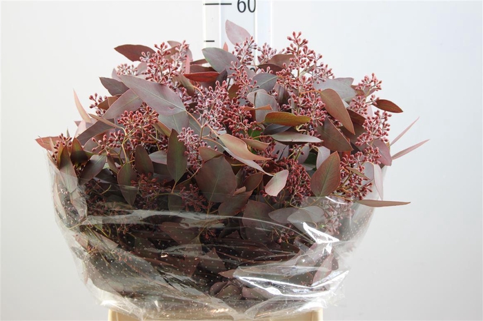 <h4>Euca Populus Bes Kort Rood Opgetrokken</h4>