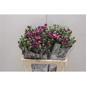 Di Solomio Mysteryfly