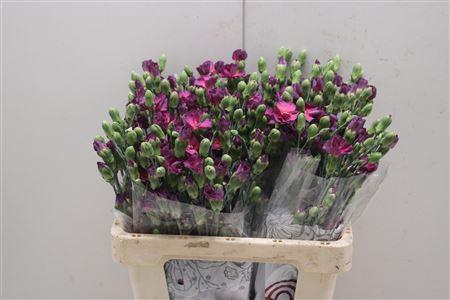 <h4>Di Solomio Mysteryfly</h4>