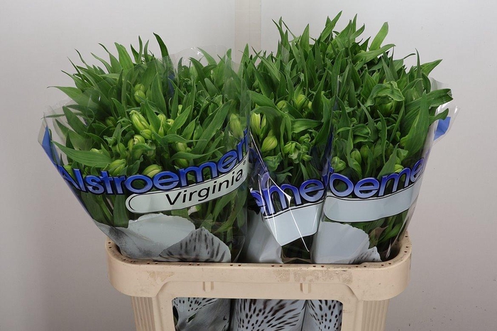 <h4>Alstr Virginia</h4>