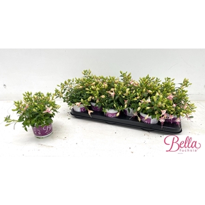 FUCHSIA B F SOPHIA
