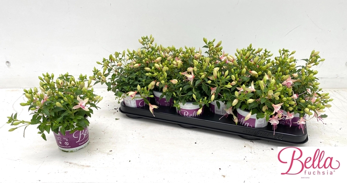<h4>FUCHSIA B F SOPHIA</h4>
