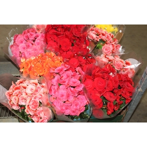 BEGONIA P15