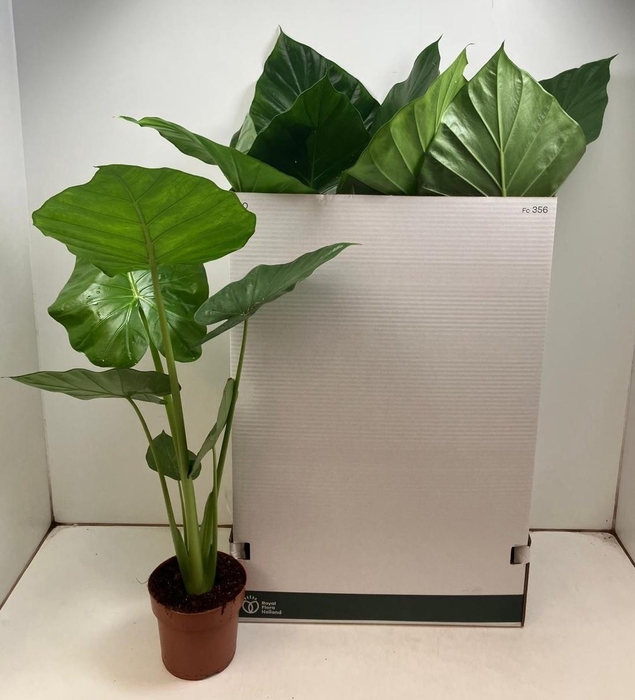 <h4>ALOC MACRORRHIZOS</h4>