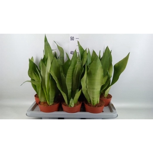 Sansevieria trifa. 'Moonshine'