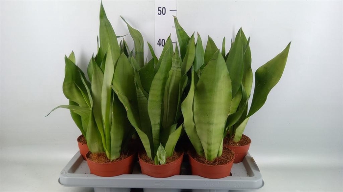 <h4>Sansevieria trifa. 'Moonshine'</h4>